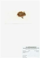 藏品(異枝軟骨凹頂藻)的圖片
